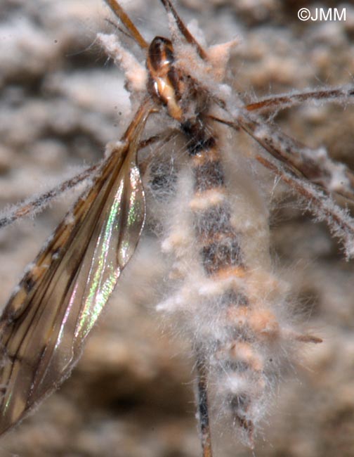 Limonia nubeculosa