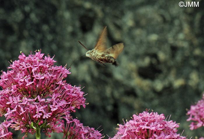 Centranthus ruber & Macroglossum stellatarum