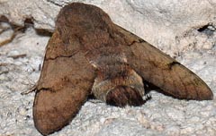Macroglossum stellatarum
