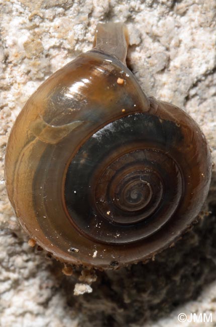 Oxychilus draparnaudi : Grand luisant