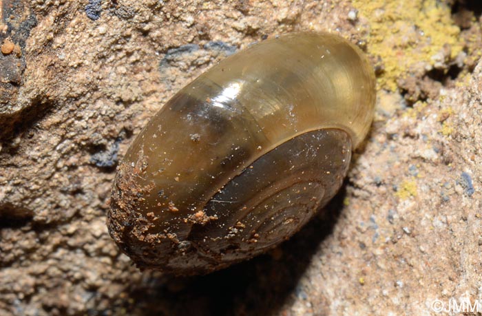 Oxychilus draparnaudi : Grand luisant