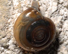 Oxychilus draparnaudi