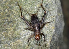 Petaloptila andreinii : Grillon ligure
