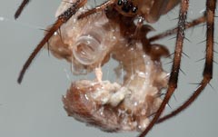 Polydesmus angustus