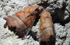 Scoliopteryx libatrix