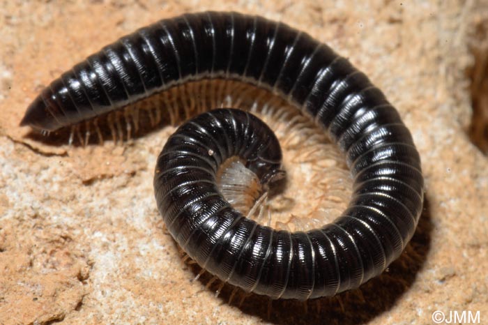 Tachypodoiulus niger