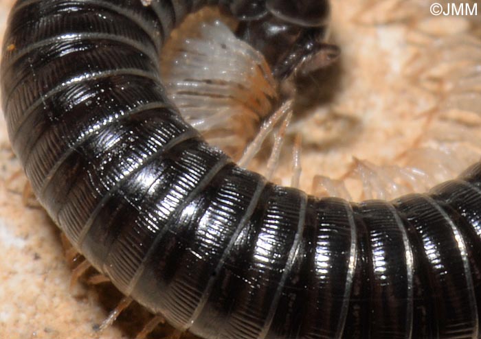 Tachypodoiulus niger