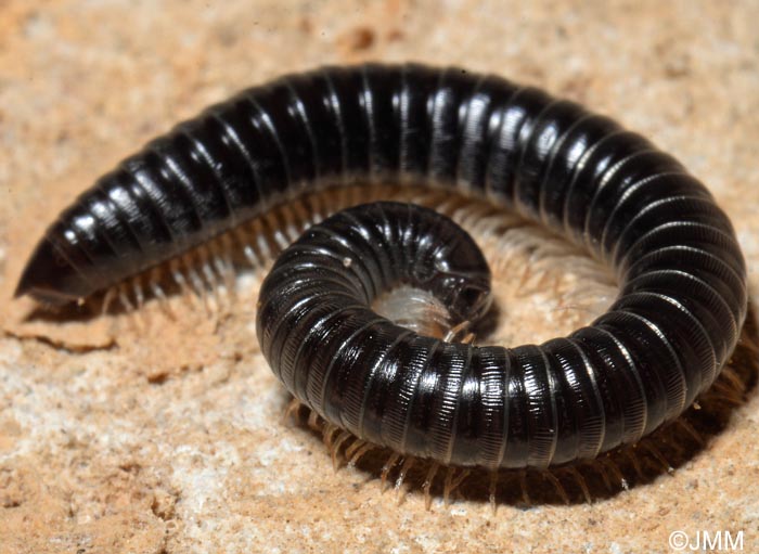 Tachypodoiulus niger