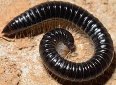 Tachypodoiulus niger