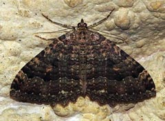 Triphosa dubitata