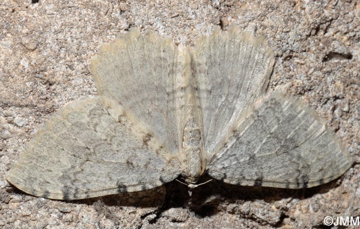 Triphosa tauteli : Cavernicole lustre