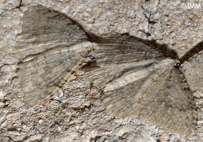 Triphosa tauteli : Cavernicole lustre