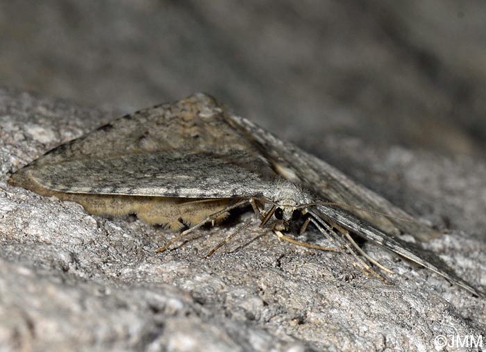 Triphosa tauteli : Cavernicole lustre
