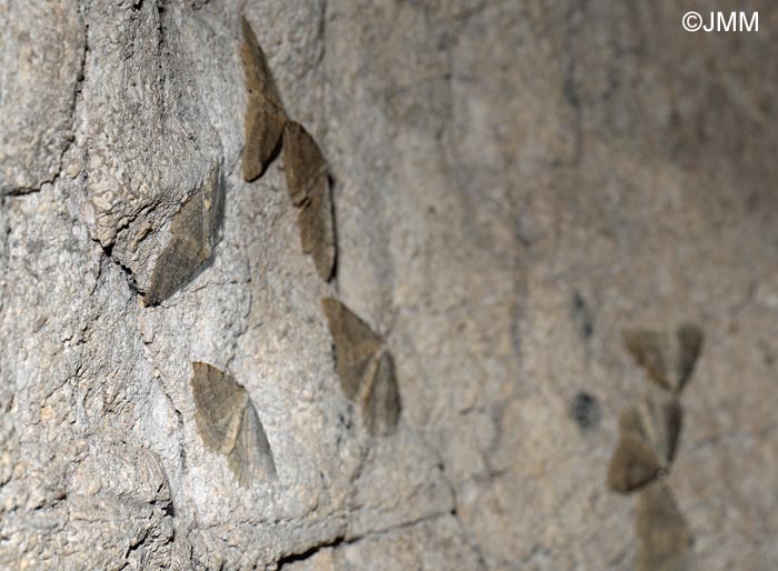 Triphosa tauteli : Cavernicole lustre