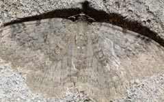 Triphosa tauteli