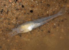 Troglocaris anophthalmus