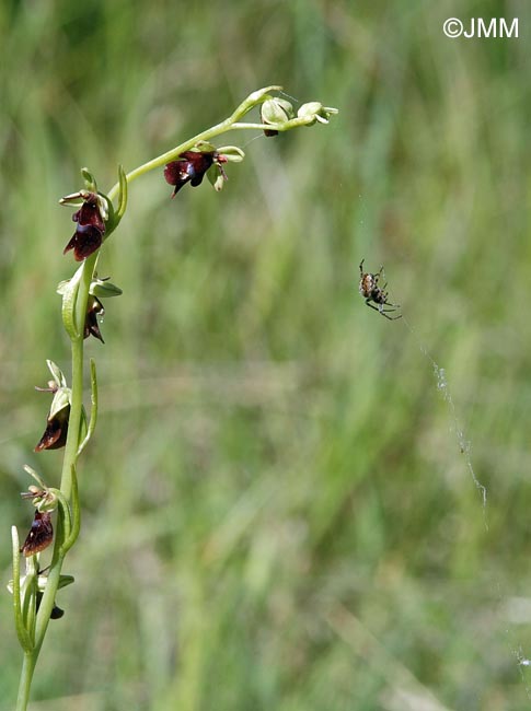 Agalenatea redii & Ophrys insectifera