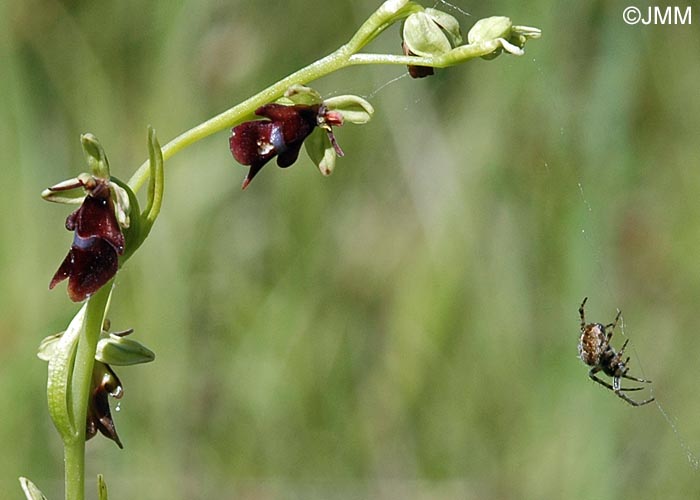 Agalenatea redii & Ophrys insectifera