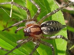 Agelena labyrinthica