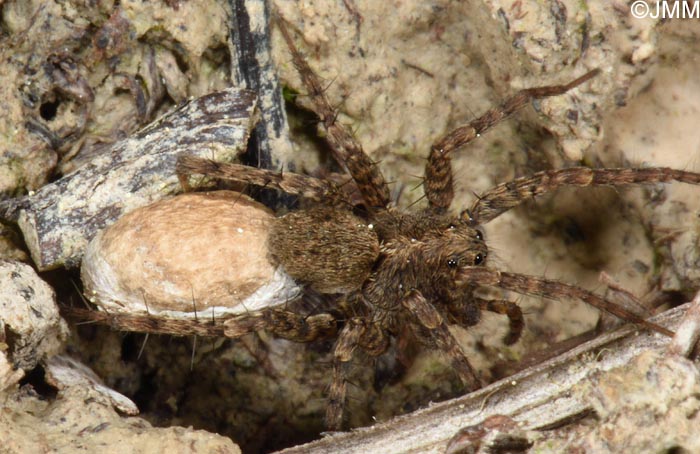Alopecosa albofasciata