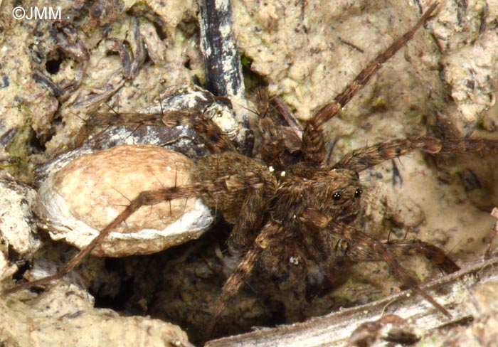 Alopecosa albofasciata