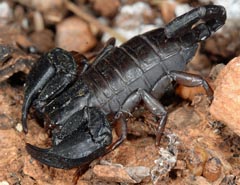 Alpiscorpius germanus = Euscorpius germanus