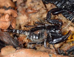 Alpiscorpius mingrelicus = Euscorpius mingrelicus