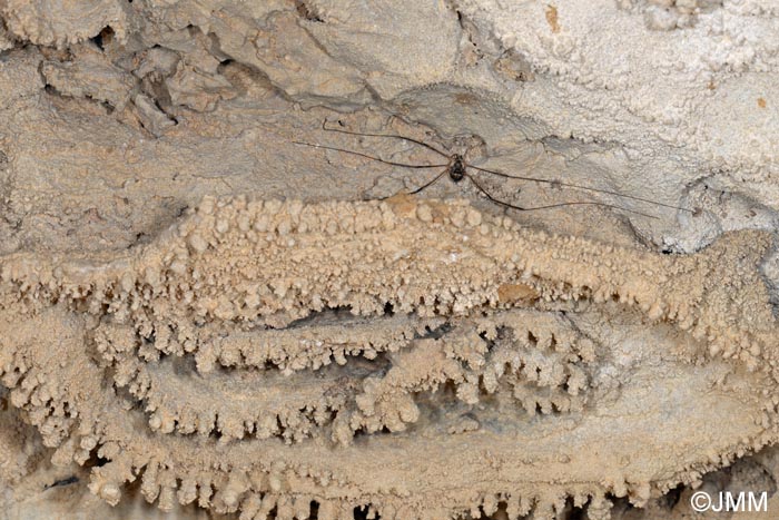 Amilenus aurantiacus : Opilion cavernicole