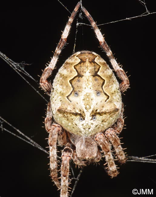 Araneus angulatus = peire angulaire