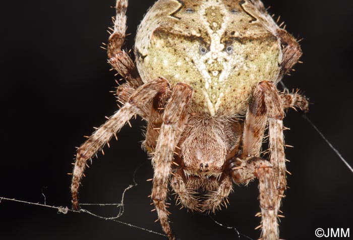 Araneus angulatus = peire angulaire