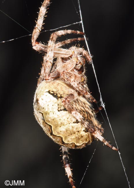 Araneus angulatus = peire angulaire