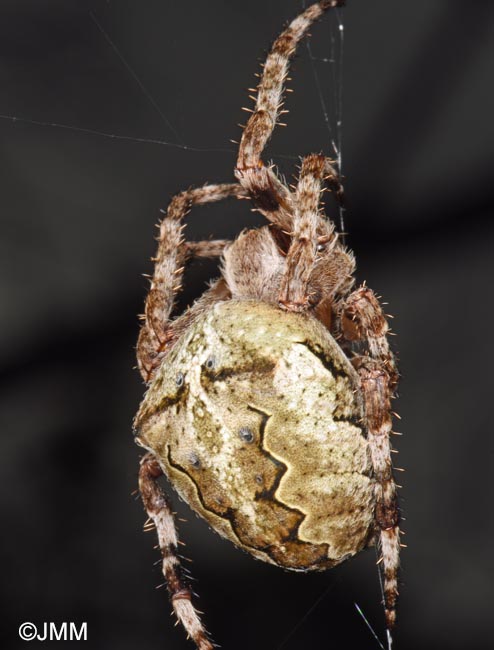 Araneus angulatus = peire angulaire
