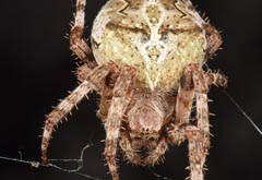 Araneus angulatus