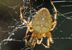 Araneus diadematus : peire diadme