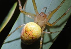 Araneus marmoreus