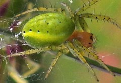 Araniella cucurbitina : peire concombre