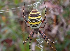 Argiope bruennichi : peire frelon