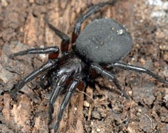 Atypus affinis