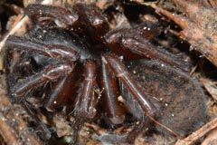 Coelotes terrestris : Coelote terrestre