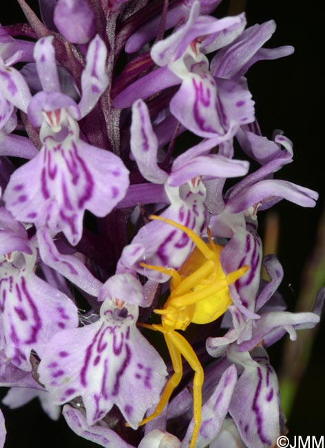 Dactylorhiza fuchsii & Misumena vatia