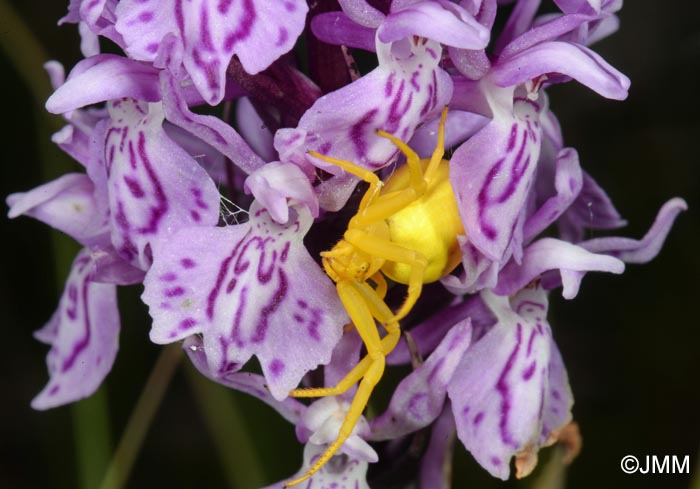 Dactylorhiza fuchsii & Misumena vatia