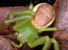 Diaea dorsata : Thomise tricolore