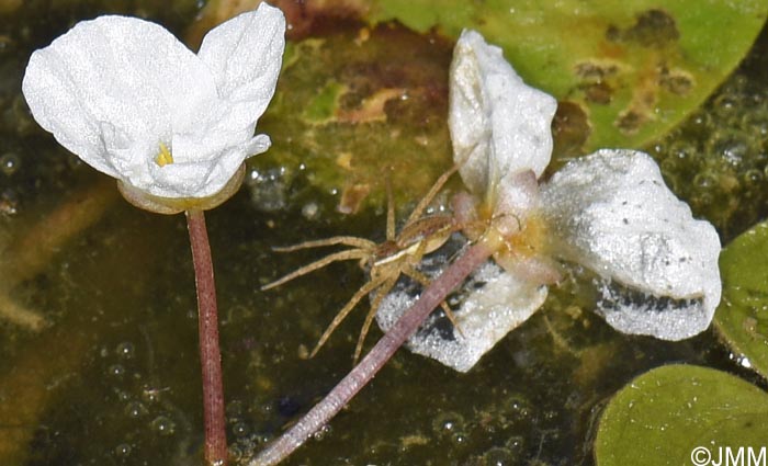 Dolomedes fimbriatus & Hydrocharis morsus-ranae