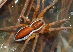 Dolomedes fimbriatus : Dolomde des marais