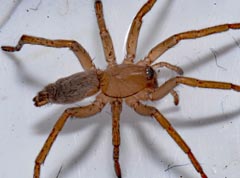 Eratigena fuesslini