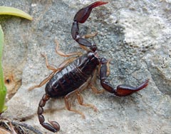 Euscorpius carpathicus