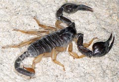 Euscorpius flavicaudis : Scorpion noir  queue jaune