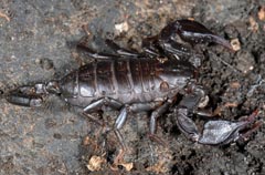 Euscorpius italicus : Scorpion mditerranen