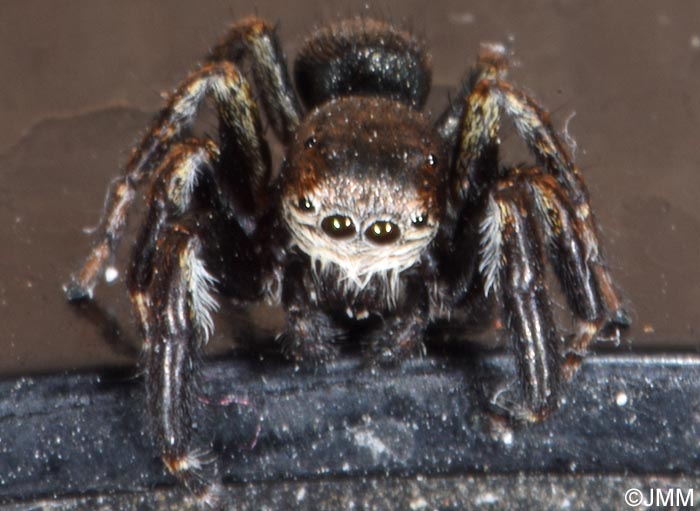 Evarcha arcuata