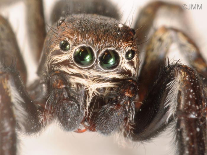 Evarcha arcuata